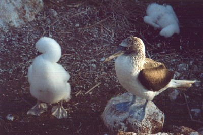 Blue-footed Booby and Chick